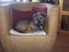 Border Terrier Hund