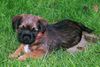 Border Terrier Hund