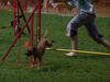 Border Terrier Foto: Alina beim Agility Tunier (Aktion purrrrrr) (ID 32997) Border Terrier Hund
