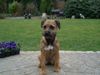 Border Terrier Hund