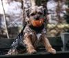 Border Terrier Hund