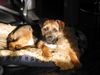 Border Terrier Hund