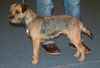 Border Terrier Hund