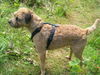 Border Terrier Hund