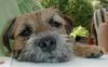 Border Terrier Hund