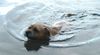 Border Terrier Foto: Nicht wasserscheu! (ID 15490) Border Terrier Hund