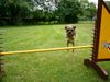 Border Terrier Hund