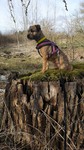 Border Terrier Hund