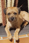 Border Terrier Hund