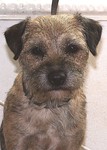 Border Terrier Hund