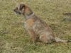 Border Terrier Hund