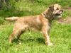 Border Terrier Hund