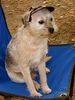 Border Terrier Hund