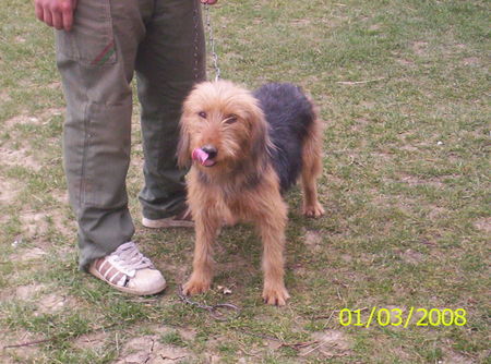 Bosnischer Rauhhaariger Laufhund Bosanski Ostrodlaki Gonic Barak 