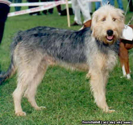 Bosnischer Rauhhaariger Laufhund Bosanski ostrodlaki gonic - Barak