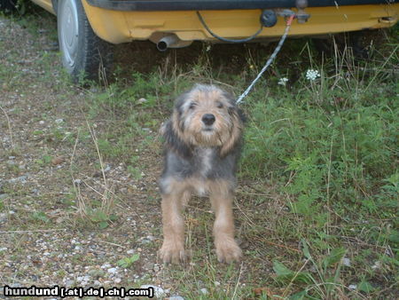 Bosnischer Rauhhaariger Laufhund Hunde Foto 24710 Bosnischer Rauhhaariger Laufhund BARI 3 mon.