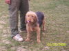 Bosnischer Rauhhaariger Laufhund Foto: Bosanski Ostrodlaki Gonic Barak (ID 41504) Bosnischer Rauhhaariger Laufhund Hund