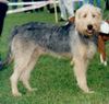 Bosnischer Rauhhaariger Laufhund Hund