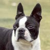 Boston Terrier, Boston Bull