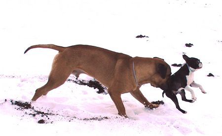 Boston Terrier Hunde Foto 28003 Boston Terrier Wer schubst denn da???