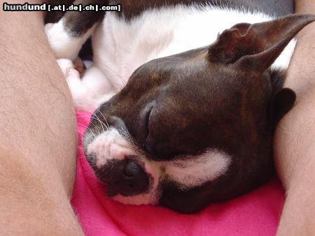Boston Terrier Hunde Foto 16220 in höherer Auflösung ansehen Boston Terrier Amber im Urlaub - ohne Worte