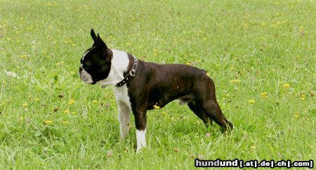 Boston Terrier Hunde Foto 4856 Boston Terrier Bassty