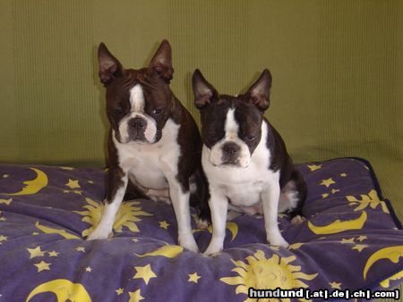 Boston Terrier Hunde Foto 21782 in höherer Auflösung ansehen Boston Terrier Amber und Nena in Italien