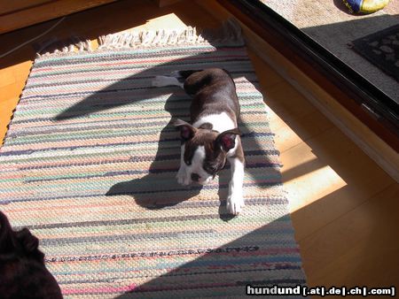Boston Terrier Hunde Foto 15303 Boston Terrier Ann (9 Wo) genießt die Herbstsonne