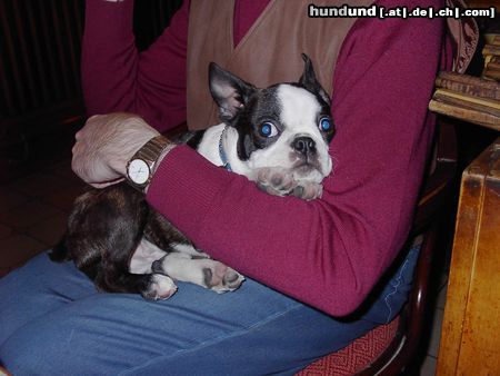 Boston Terrier Hunde Foto 17760 Boston Terrier Madison Avenue fühlt sich sichtlich wohl