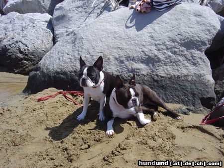 Boston Terrier Hunde Foto 21783 in höherer Auflösung ansehen Boston Terrier Nena u. Amber am Sandstrand von Bibione