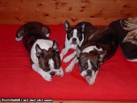 Boston Terrier Hunde Foto 19418 Boston Terrier Snoopy, Nelly u. Gipsy - wir sind eine Familie