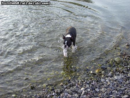 Boston Terrier Hunde Foto 13632 Boston Terrier Amber an der Traisen