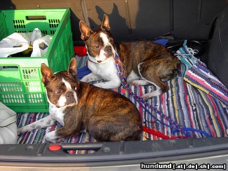 Boston Terrier Hunde Foto 13631 Boston Terrier Gipsy und Snoopy warten auf die Heimreise