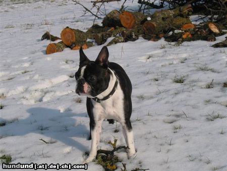 Boston Terrier Auch bei Toni in der Schweiz gab es Schnee!
