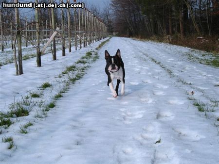 Boston Terrier Hunde Foto 18379 Boston Terrier Schnell nach Hause, es ist kalt