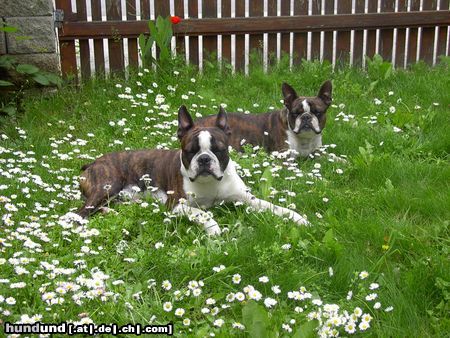 Boston Terrier Hunde Foto 11899 Boston Terrier Snoopy u.Gipsy-die Sonne tut in den Augen weh!