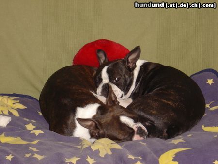 Boston Terrier Hunde Foto 21784 in höherer Auflösung ansehen Boston Terrier Amber und Nena machen Siesta