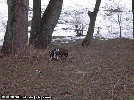 Boston Terrier Hunde Foto 9700 Boston Terrier Sonntags tobten wir uns so richtig aus / Gipsy,Amber u.Alex