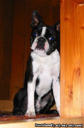 Boston Terrier Hunde Foto 11906 Boston Terrier