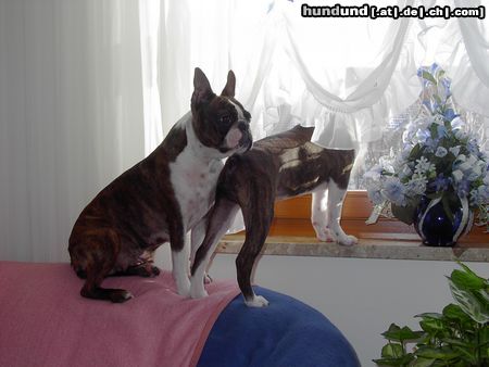 Boston Terrier Hunde Foto 8142 Boston Terrier Gipsy und ihr Sohn Alex halten Ausschau