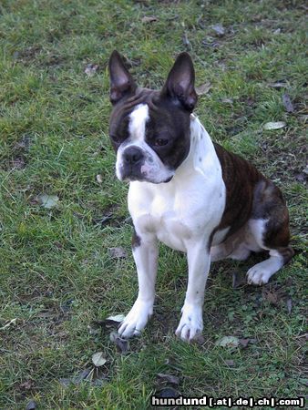 Boston Terrier Snoopy genießt die +16° im Jänner