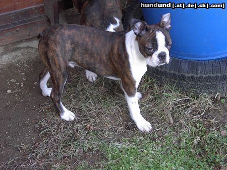 Boston Terrier Hunde Foto 8143 Boston Terrier Alex, am Tag genau, 16 Wochen jung