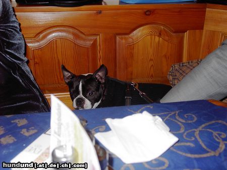 Boston Terrier Hunde Foto 10254 Boston Terrier Lieserl beim Heurigen in Nußdorf