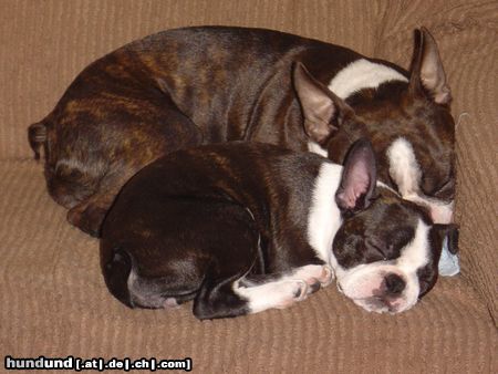 Boston Terrier Hunde Foto 16234 in höherer Auflösung ansehen Boston Terrier Amber und Nena beim Mittagsschläfchen