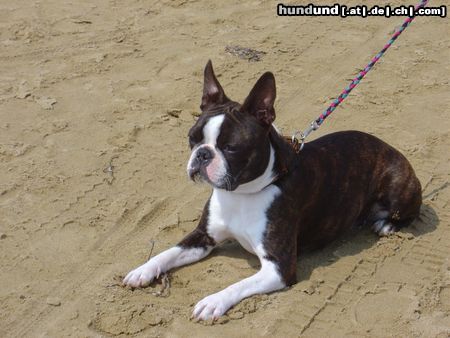Boston Terrier Hunde Foto 12311 Boston Terrier Amber, am Strand von Bibione