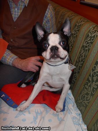 Boston Terrier Hunde Foto 19582 Boston Terrier Madison Avenue of Andy´s Dream