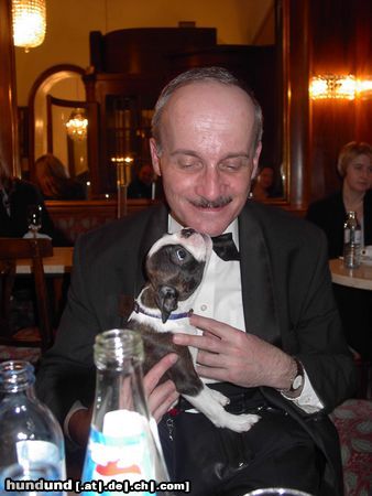 Boston Terrier Hunde Foto 16276 Boston Terrier Herr Oberkellner darf ich Ihnen näher kommen?