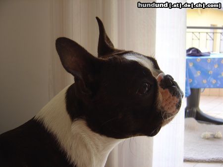 Boston Terrier Hunde Foto 12312 Boston Terrier Amber Countess of White Hunter´s Lodge