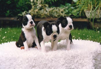 Boston Terrier Hunde Foto 459 Boston Terrier