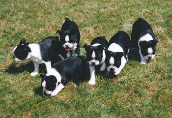 Boston Terrier Hunde Foto 460 Boston Terrier
